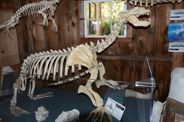 Museum display of a large skeleton-like animal mount in a wooden room with labels and a window